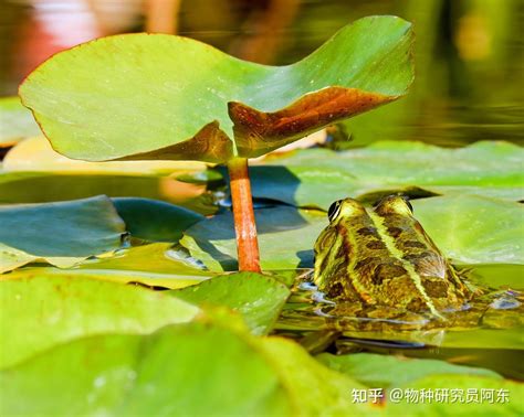 角蛙腹水治療|【全攻略】角蛙的饲养+繁殖培育+疾病治疗必备知识